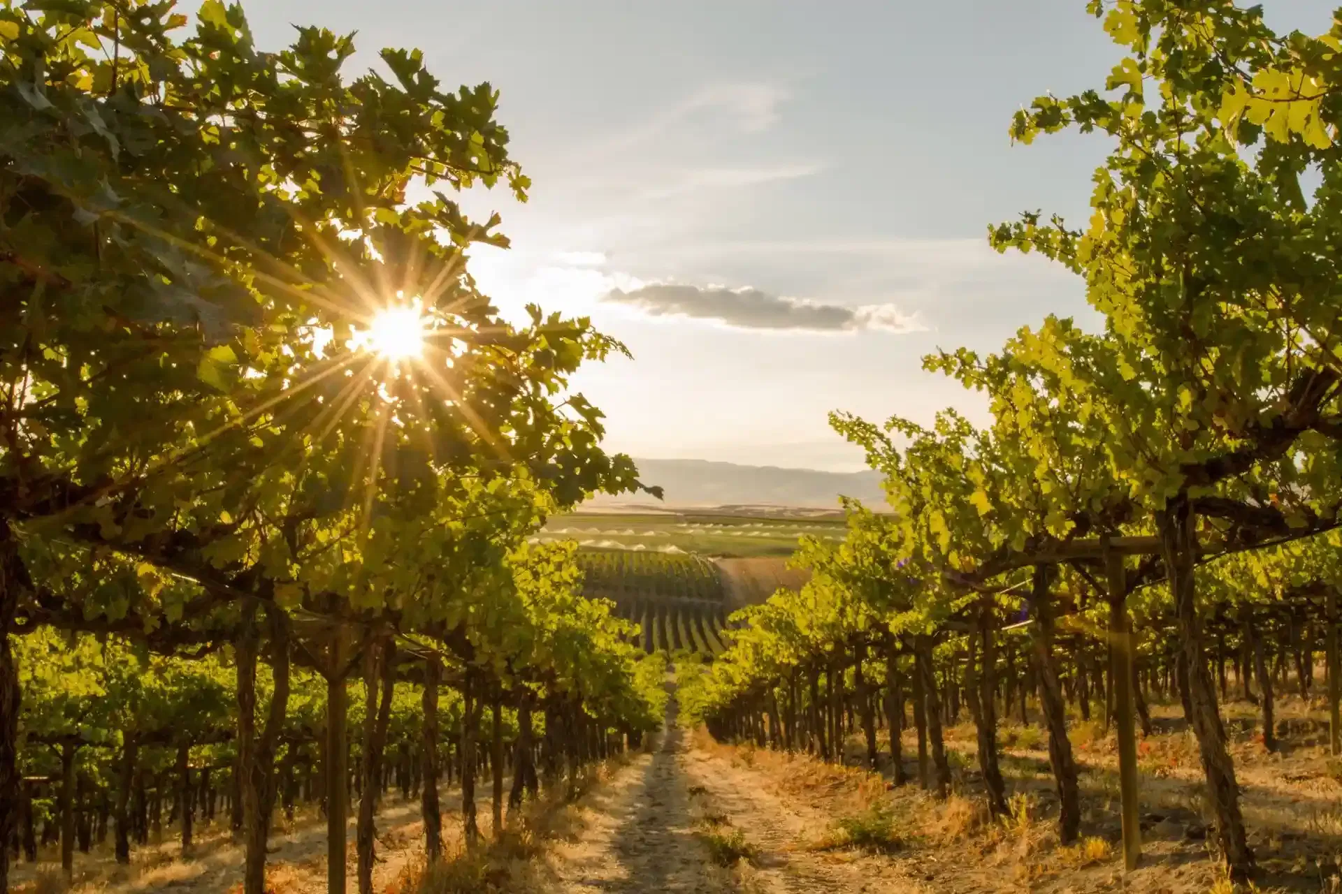 Sun Valley vineyard sunset